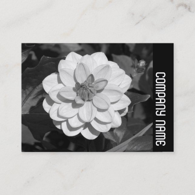 Side Band - Dahlia 'David Howard' Visitenkarte (Vorderseite)