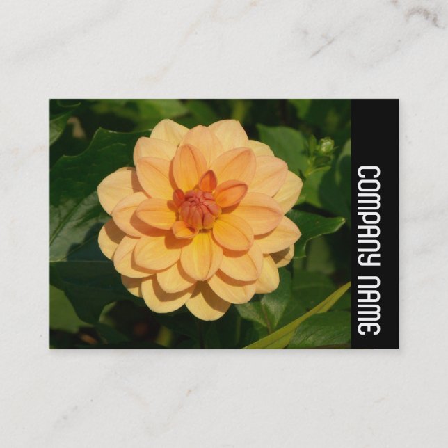Side Band - Dahlia 'David Howard' Visitenkarte (Vorderseite)
