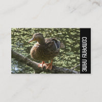 Side Band - Happy Duck