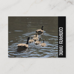 Side Band - Kanada Gänse mit Goslings Visitenkarte