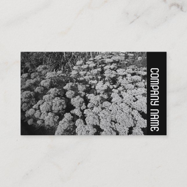 Side Band - Sedum "Herbstfreude" Visitenkarte (Vorderseite)