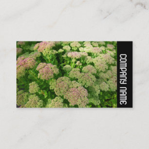 Side Band - Sedum "Herbstfreude" Visitenkarte