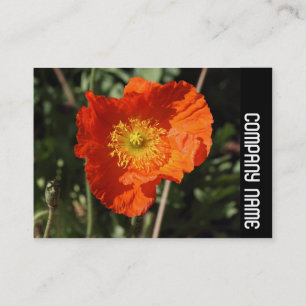 Side Band - Welsh Poppy (Orange) Visitenkarte