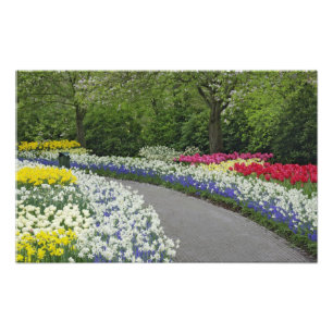 Sidewalk durch Tulpen und Daffodien, Fotodruck
