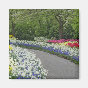 Sidewalk durch Tulpen und Daffodien, Magnet