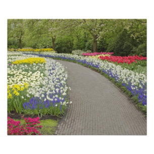 Sidewalk durch Tulpen und daffodils, 2 Fotodruck