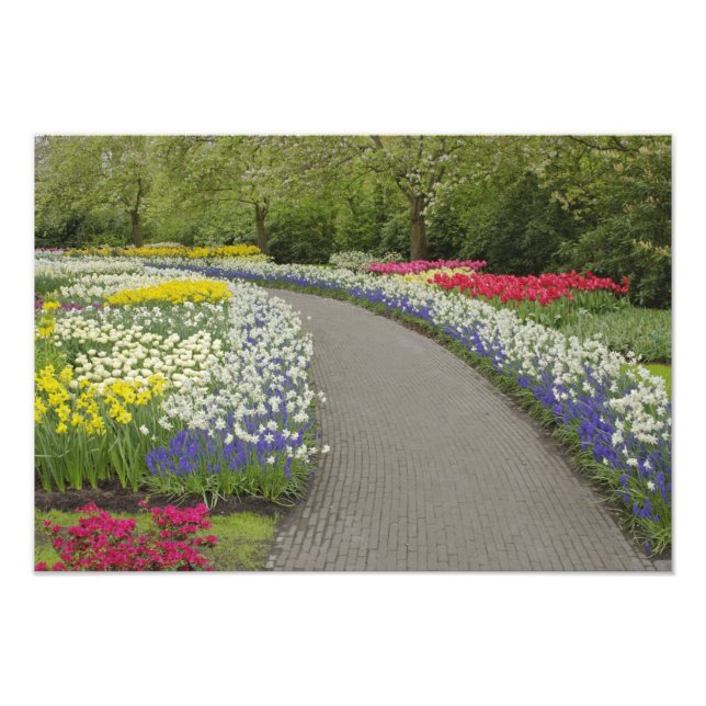 Sidewalk durch Tulpen und Narzissen, 2 Fotodruck (Vorne)
