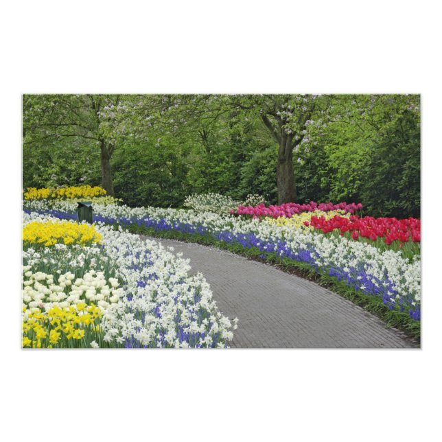Sidewalk durch Tulpen und Narzissen, Fotodruck (Vorne)