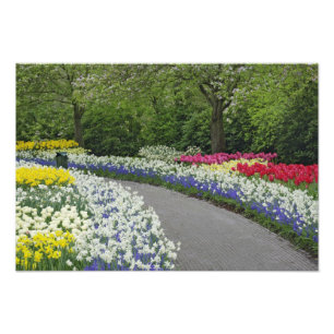 Sidewalk durch Tulpen und Narzissen, Fotodruck