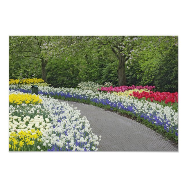 Sidewalk durch Tulpen und Narzissen, Fotodruck (Vorne)