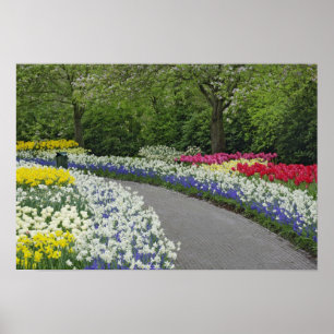 Sidewalk durch Tulpen und Narzissen, Poster