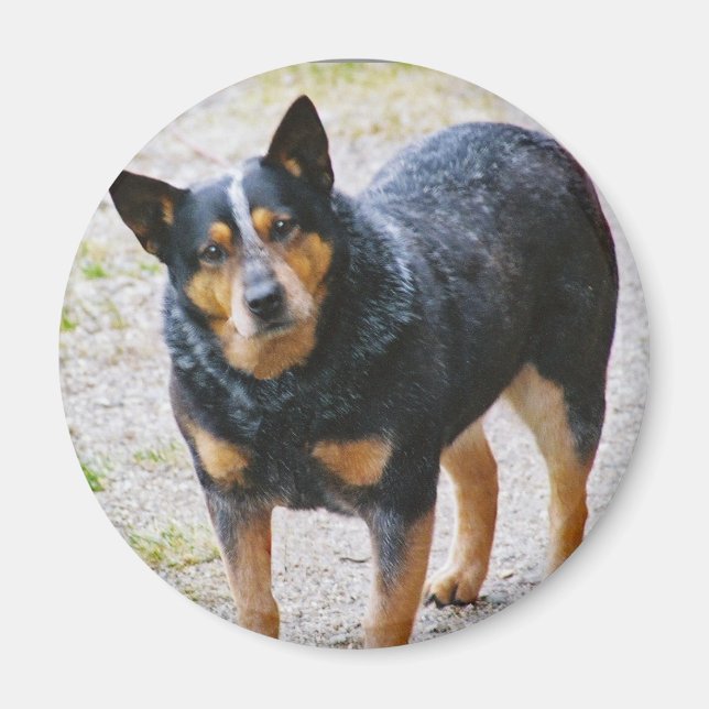 Sidney the Blue Heeler Magnet (Vorne)
