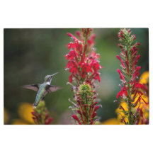 SIE ALLE SEHEN JUMMY-HUMMINGBIRD, KARDINAL BLUME