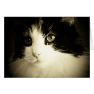 Sie hatten mich an der Meow-Karte