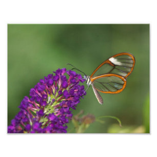 Sie nennen mich Clear Wing Fotodruck