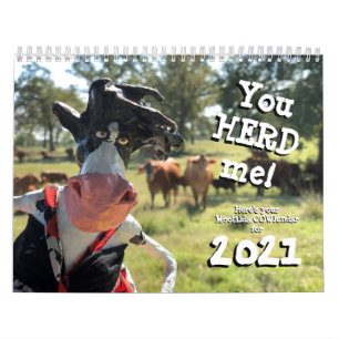 Sie nHEIFER finden ein besseres COWlendar als Kalender