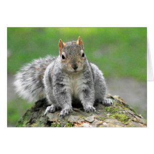 Sie sagen mir, dass ich ein Hund im Körper eines