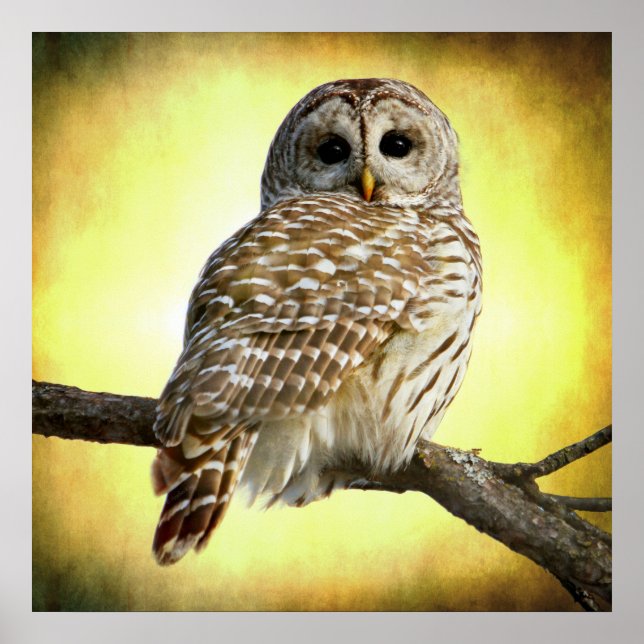 Sie sieht direkt in mir im Herzen Poster (Vorne)