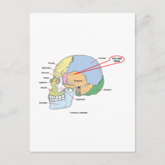 Sie sind hier (Hirn temporale Region anatomisch) Postkarte