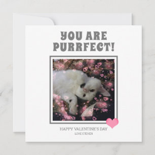 Sie sind Purfect Funny Valentines Cat Pun Name Feiertagskarte