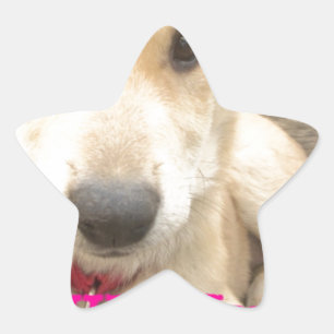 Sie sollten Ihre Liebe jeden Tag WIFI Stern-Aufkleber