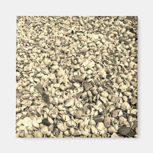 Sie verkauft Ombre Seashells Magnet