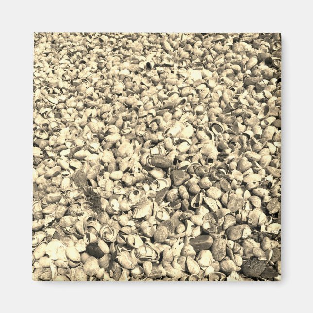 Sie verkauft Ombre Seashells Magnet (Vorne)