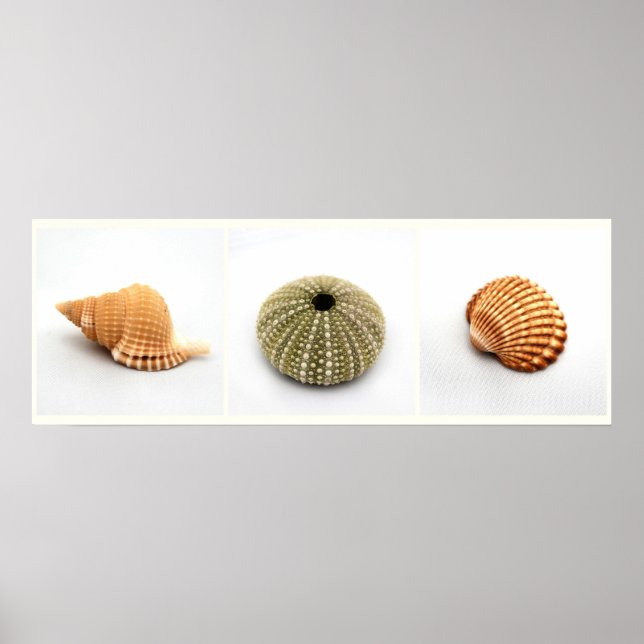 Sie verkauft Seashells Poster (Vorne)