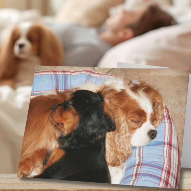 Sie werden Krebs Cavalier King Charles Spaniel Karte (Von Creator hochgeladen)