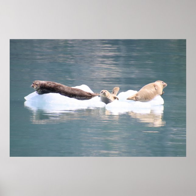 Siegel auf Eis Poster (Vorne)