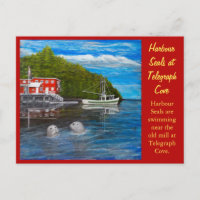 Siegel bei Telegraph Cove, BC Canada.