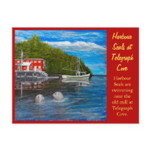 Siegel bei Telegraph Cove, BC Canada.