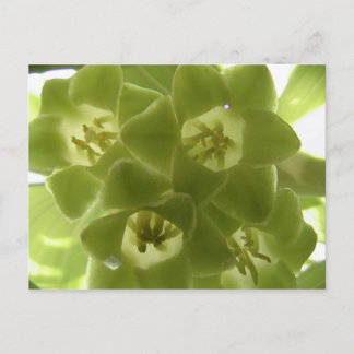 Siegel des Solomons Postkarte