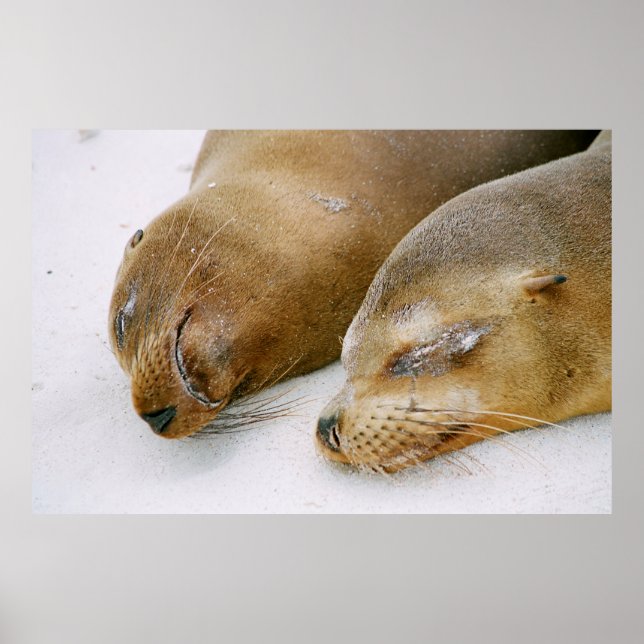 SIEGEL GENIESSEN DIE SONNE UND EINANDER POSTER (Vorne)