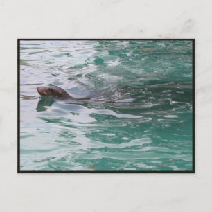 Siegel Head Flüchtige Blick Postkarte