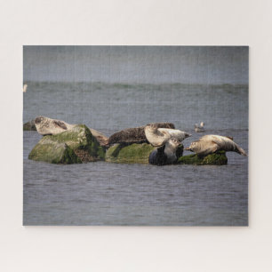 Siegel im Island Beach Staat Park Puzzle