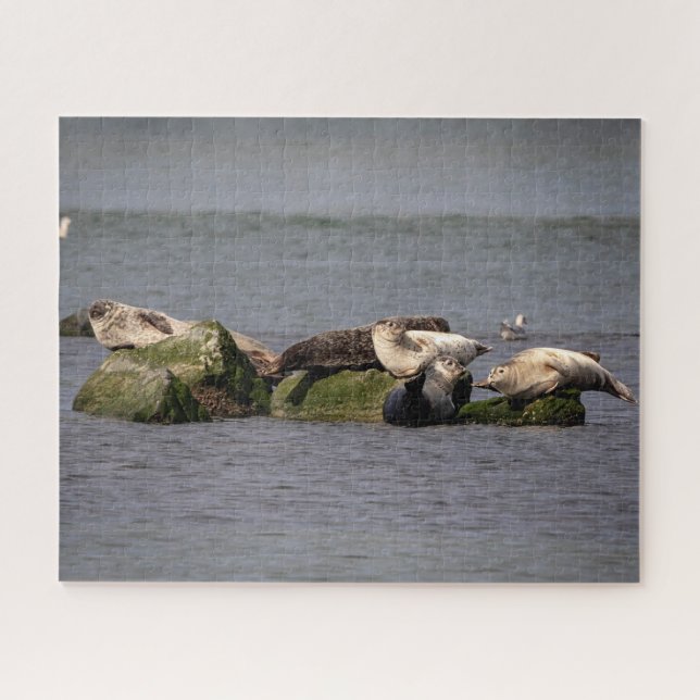 Siegel im Island Beach Staat Park Puzzle (Horizontal)