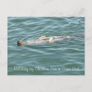 Siegel in Chatham Pier in Cape Cod Postkarte