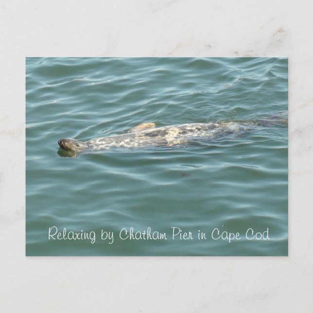 Siegel in Chatham Pier in Cape Cod Postkarte (Vorderseite)