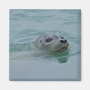 Siegel in Jokulsarlon Gletschersee Magnet
