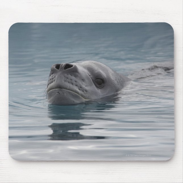 Siegel Leopard, der schwimmt Mousepad (Vorne)