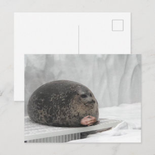 Siegel-Meme nach Postkarte