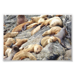 Siegel mit 6 x 4 Fotos Fotodruck