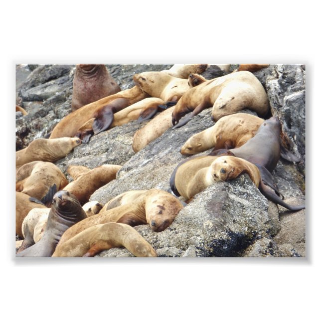 Siegel mit 6 x 4 Fotos Fotodruck (Vorne)