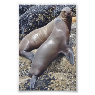 Siegel mit 6 x 4 Fotos Fotodruck