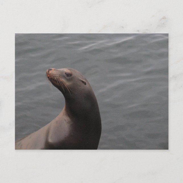 Siegel - Montery Bay CA Postkarte (Vorderseite)