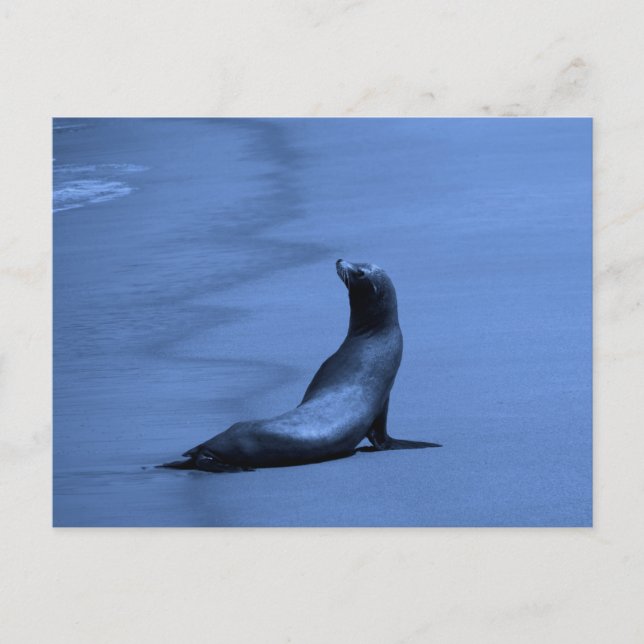 Siegel nachts postkarte (Vorderseite)