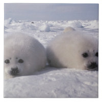 Siegel (Phoca groenlandica) Siegel-Jungtiere