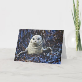 Siegel (Phoca vitulina) Karte