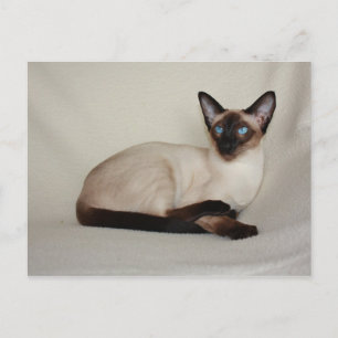 Siegel Point Siamese Cat Jazell Postcard Postkarte